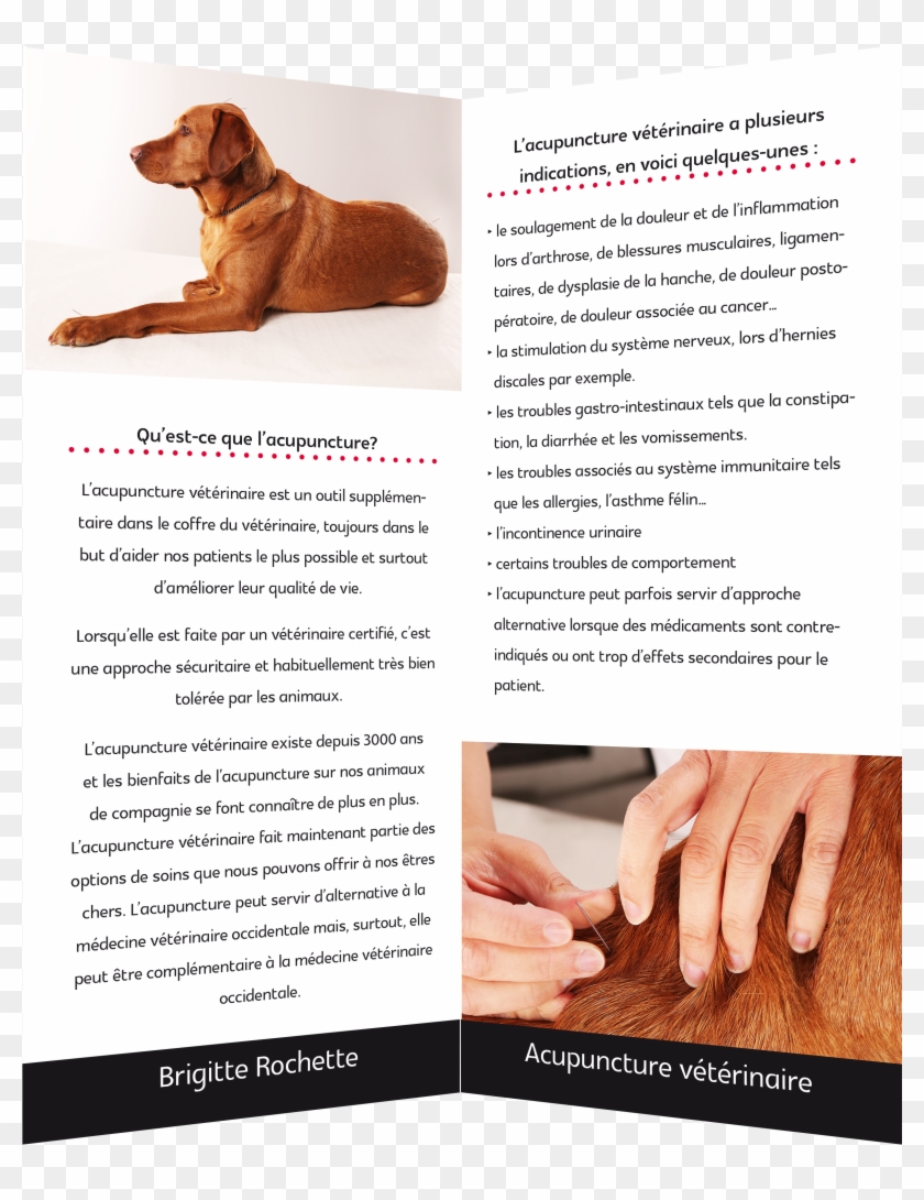 Br2 - Guard Dog Clipart #5848083