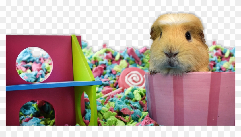 Carefresh Tutti Frutti Bedding For Small Animals At - Guinea Pig Clipart