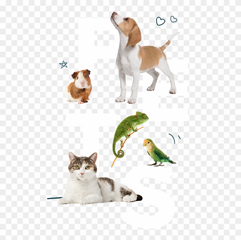 Pets - - Asian Clipart