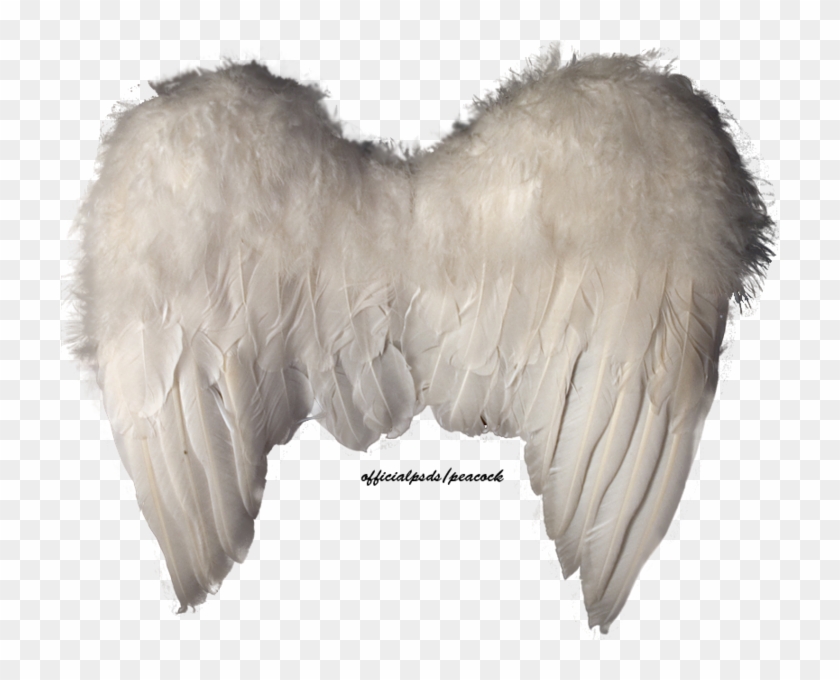 Angel Wings - 천사 의 날개 Psd Clipart #5854407