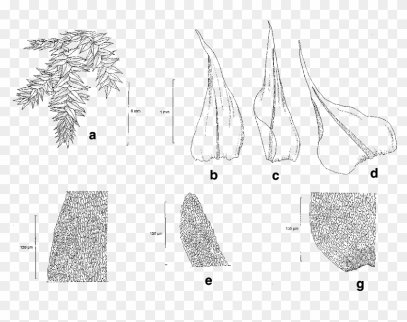 Aerobryopsis Cochlearifolia Dix - Drawing Clipart #5855503