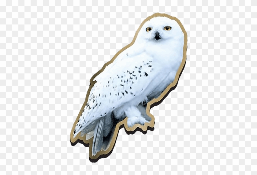 Hedwig Png - Hedwig Harry Potter Clipart #5858357