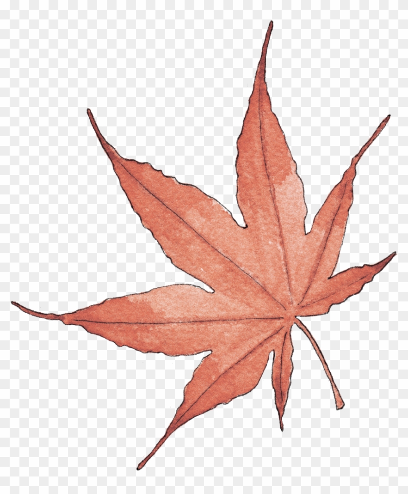 Illustration By Helen Krayenhoff - Maple Leaf Clipart #5858394