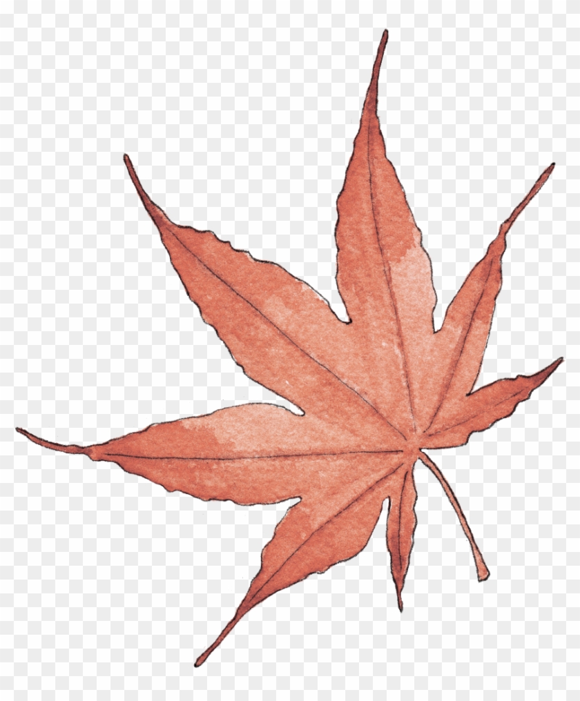 Illustration By Helen Krayenhoff - Maple Leaf Clipart