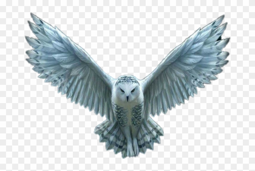 #owl #whiteowl #hedwig #hedwigowl #harrypotter #harry - Owl Clipart #5859735