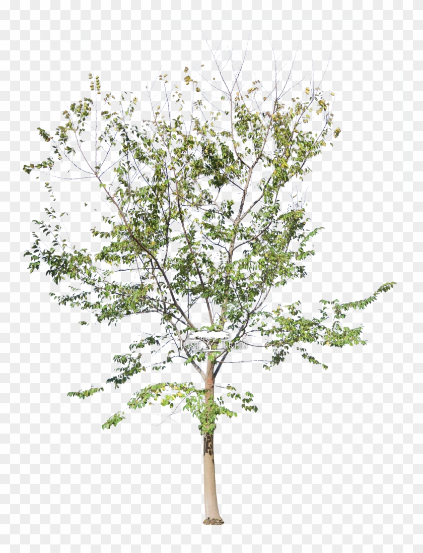 Just Trees - Floral Design Clipart