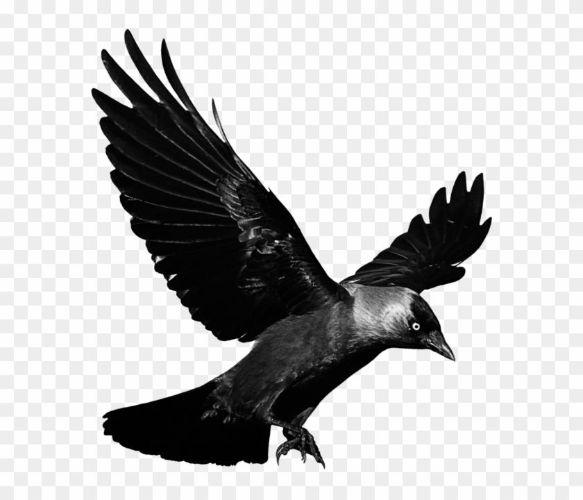 #mq #black #raven #bird #birds - Flying Raven Transparent Clipart #5860518