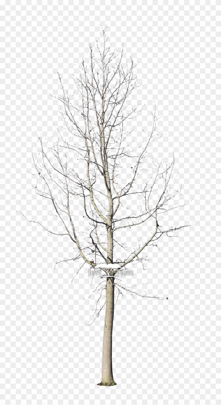 Liquidambar Styraciflua - Christmas Tree Clipart