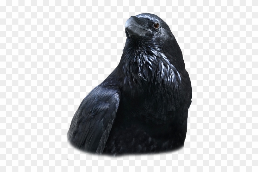 Welcome To Our Ravengroup Business - Raven Clipart #5860672