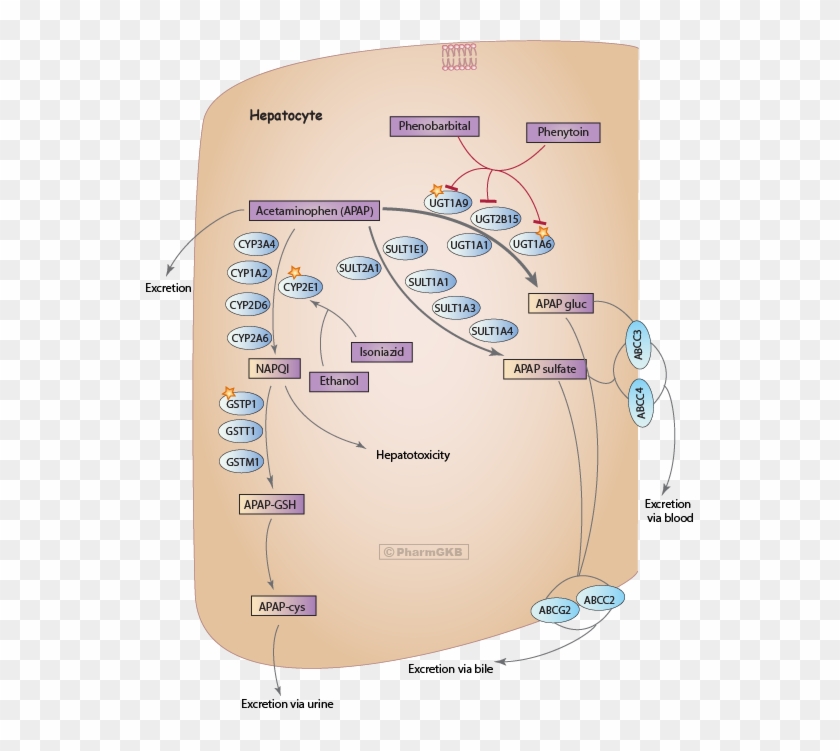 Acetaminophen Pathway , Pharmacokinetics Diagram - Acetaminophen Pathway Clipart #5860859