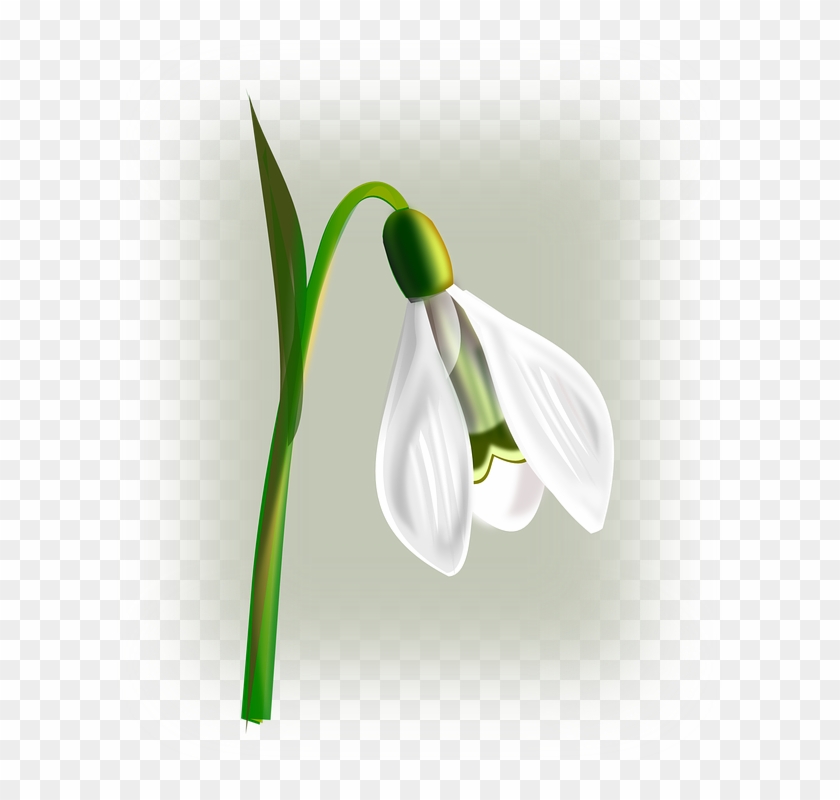 Snowdrop Flower White Galanthus Green Leaves Stem - Snowdrop Clipart - Png Download #5861227