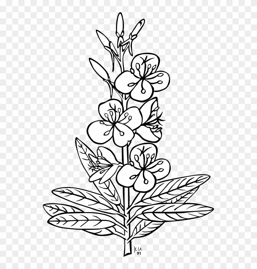 Jpg Black And White Download Fire Weed Coloring Page - Outline Pictures Of Flowers Clipart #5861264