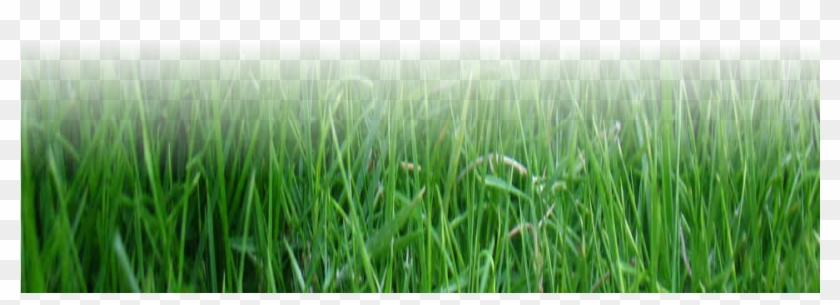 Lawn Mowing, Grass - Sweet Grass Clipart #5862639