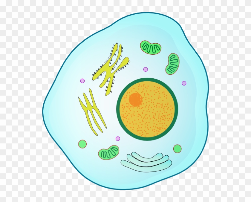 Animal Cell Clip Art - Png Download