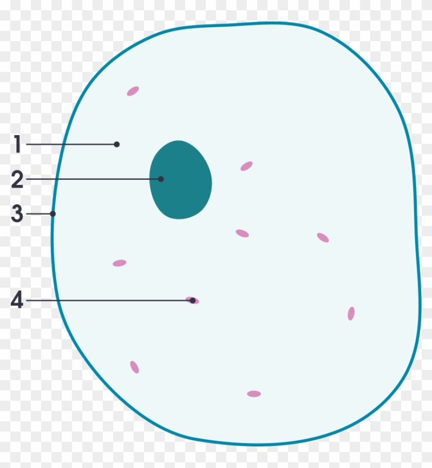 Simple Diagram Of Animal Cell - Cell Clipart #5864306