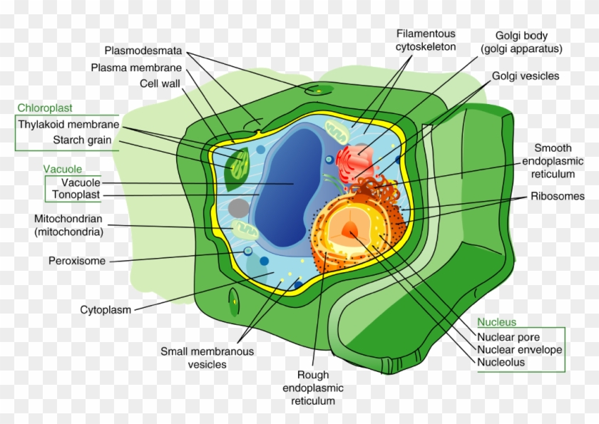 In Addition To Containing Most Of The Organelles Found - Plant Cell Diagram Cytoskeleton Clipart #5864334