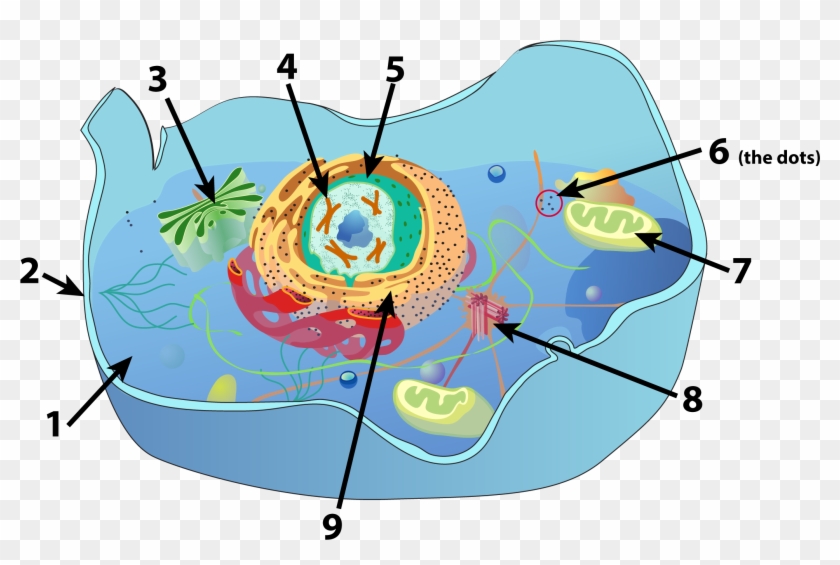 Animal Cell Numbered - Circle Clipart
