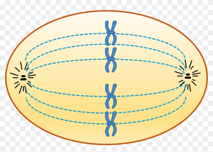 Animal Cell In Metaphase - Spindle Fibres Clipart #5864780
