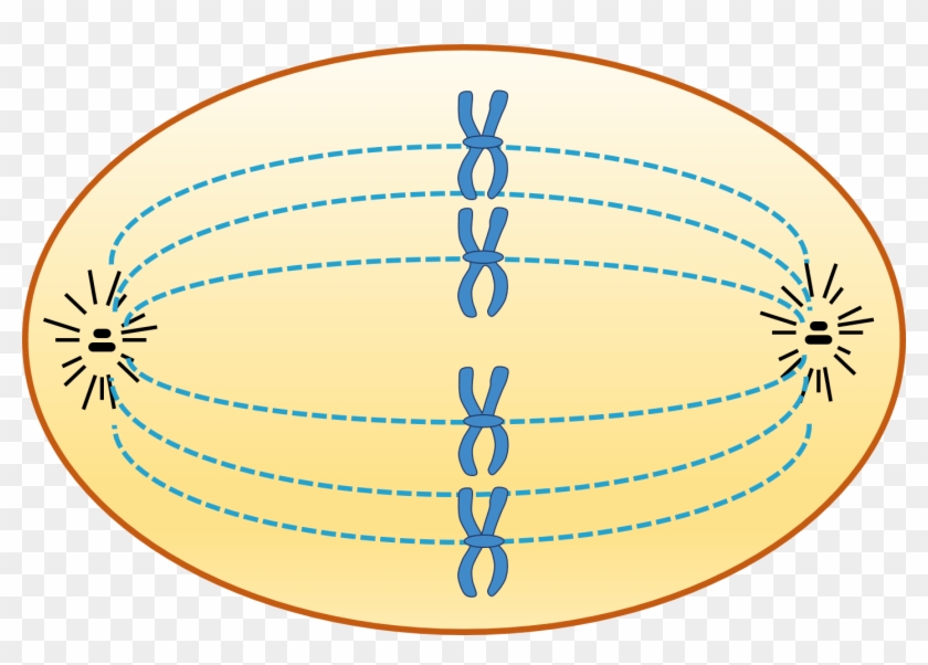 Animal Cell In Metaphase - Spindle Fibres Clipart
