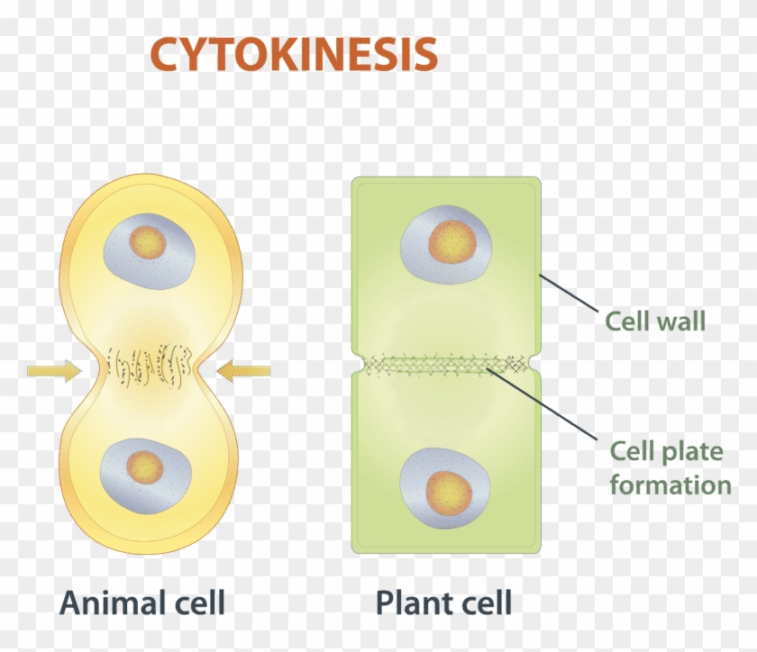 Cytokinesis Is The Final Stage Of Eukaryotic Cell Division - Gambar Sitokinesis Pada Mitosis Clipart #5864787