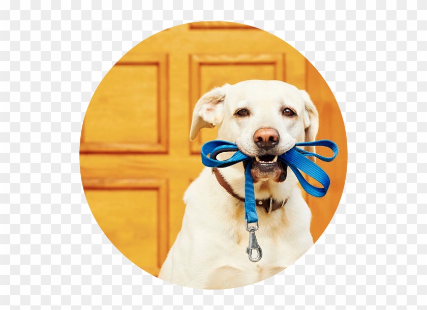 Dog Mouth Png - Mascotas Solas En Casa Clipart