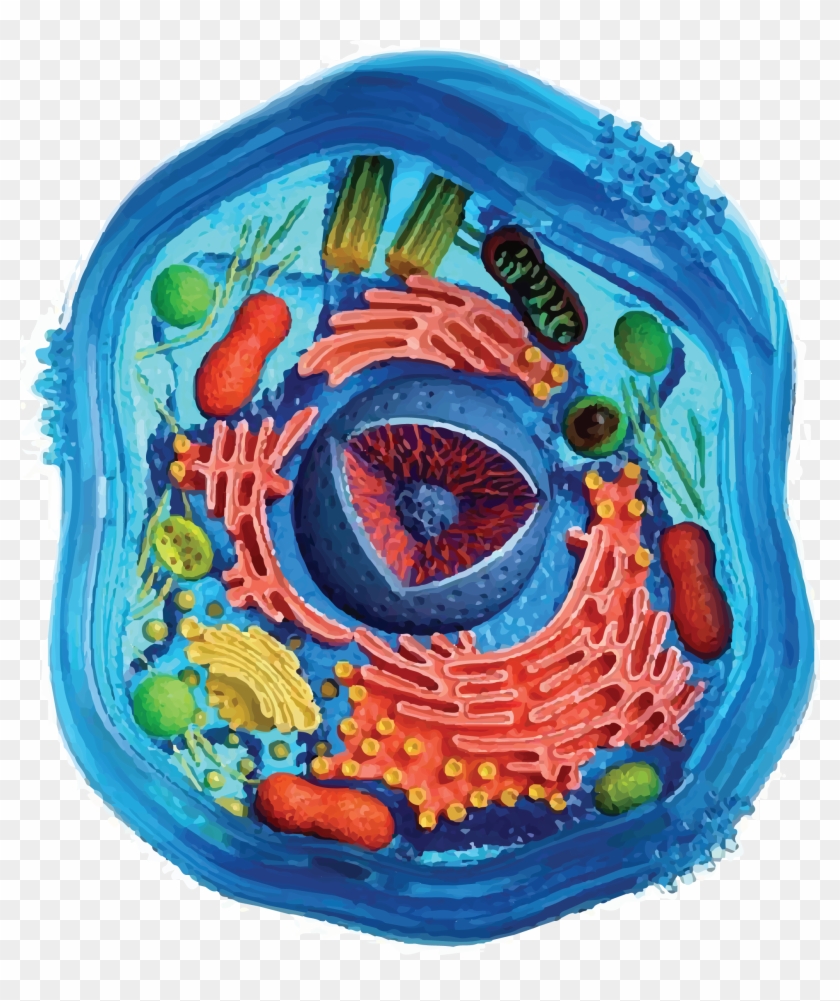 Cell Division - Painting An Animal Cell Clipart
