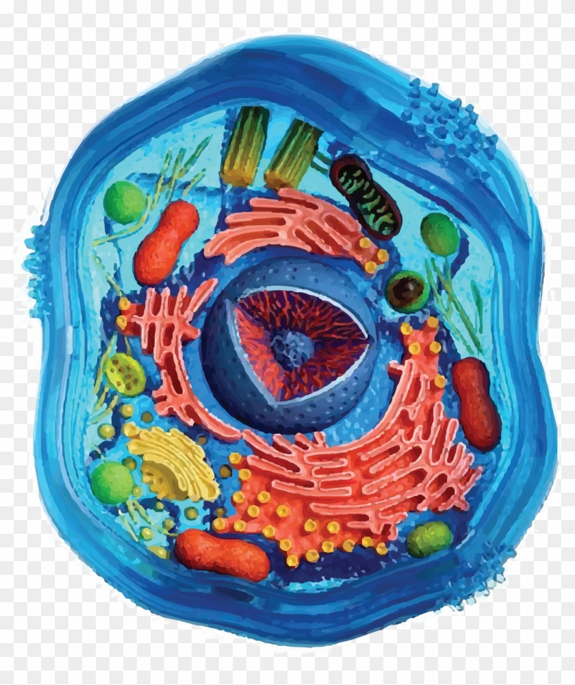 Cell Division - Painting An Animal Cell Clipart #5864957