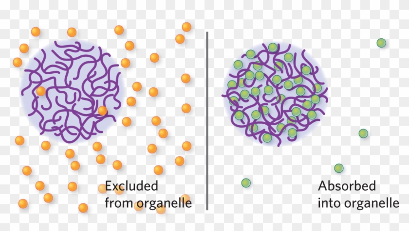 Kimberly Battista - Membraneless Organelles Clipart