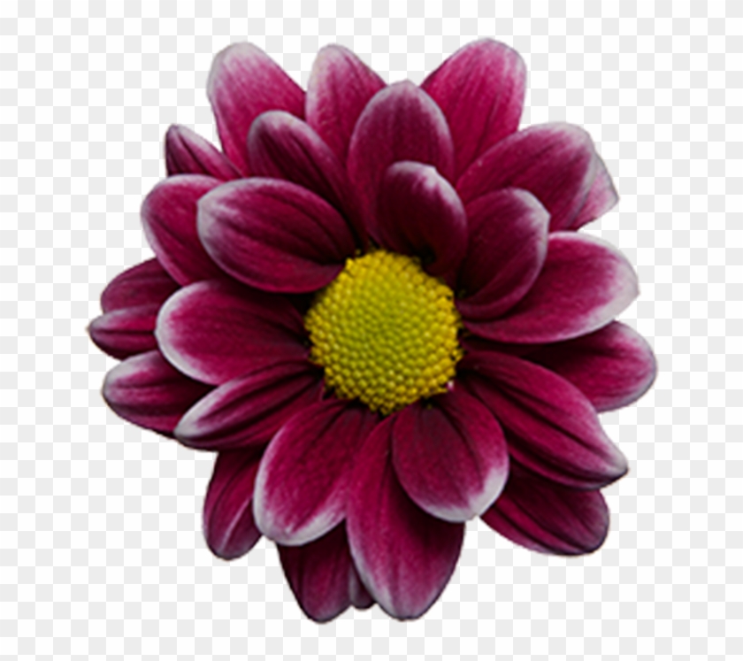 Click To Enlarge Image Purple White Daisy Handsome - Chrysanthemum Clipart #5865892
