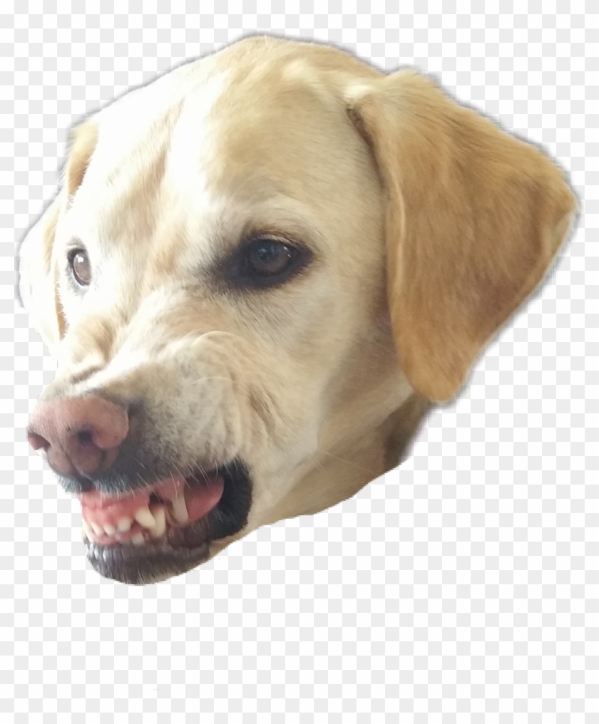 #petsandanimals #dogs #angry - Dog Yawns Clipart #5866607