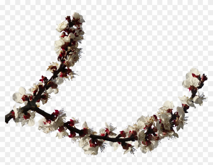 Hoa Mai, Chi Nhánh, Hoa, Mùa Xuân, Chồi, Clipping - Artificial Flower - Png Download