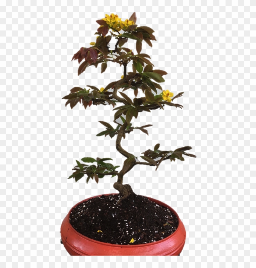 Bộ Rễ Độc Đáo - Bonsai Clipart