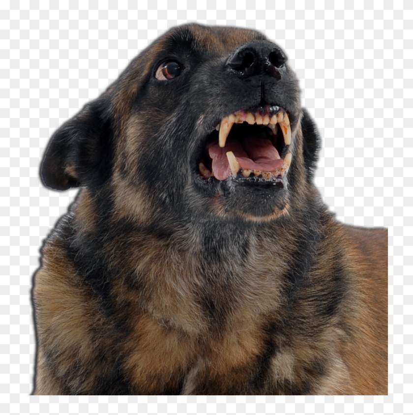 An Angry Dog - Caes E Gatos Agressivos Clipart #5866714