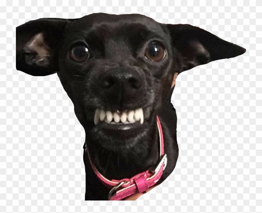 #dog #angry #life #reality - Companion Dog Clipart #5866959