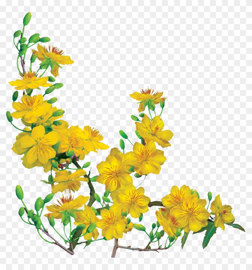 Cành Đào Png, Hoa Đào Psd, Hoa Đào Vector Free Download, - Ochna Integerrima Clipart