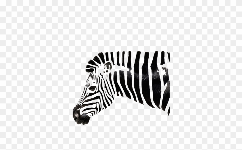 Foto Zebra Painting, Zebra Art, Zebra Drawing, Animal - Hình Vẽ Ngựa Nghệ Thuật Clipart #5867876