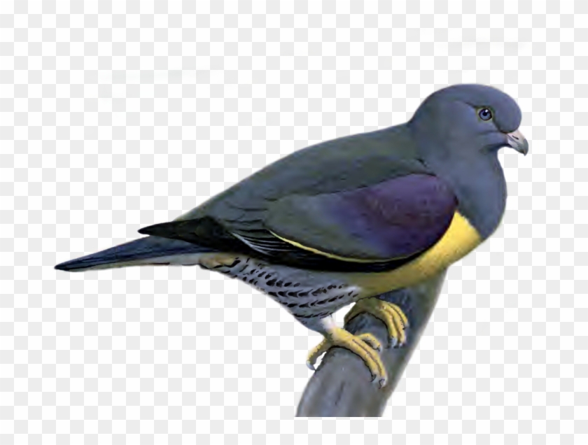 Pigeon Png Picture - Portable Network Graphics Clipart #5868736