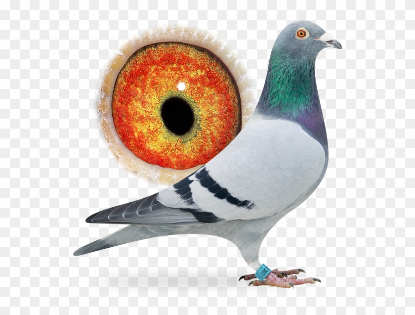 Nl16-1253307 - Racing Pigeon With Ring Clipart #5868847