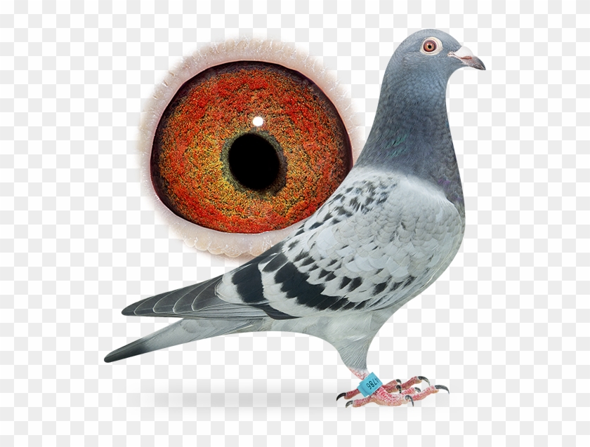 Nl16-1864786 - Breed Ring Pigeon Clipart #5869049