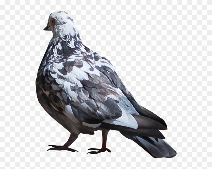 Pigeons Png Images - Stock Dove Clipart #5869052