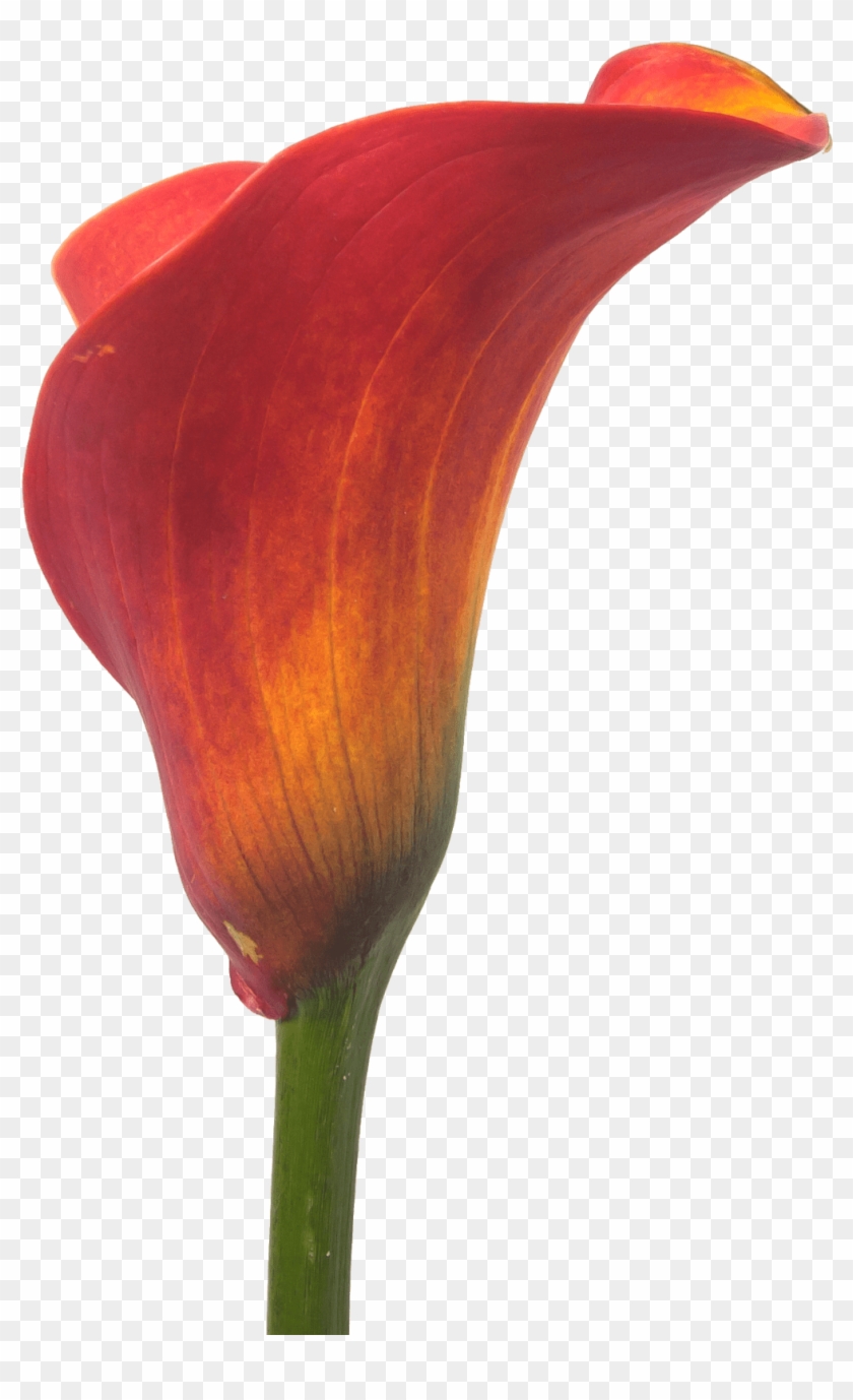 Fall Flowers Png - Giant White Arum Lily Clipart