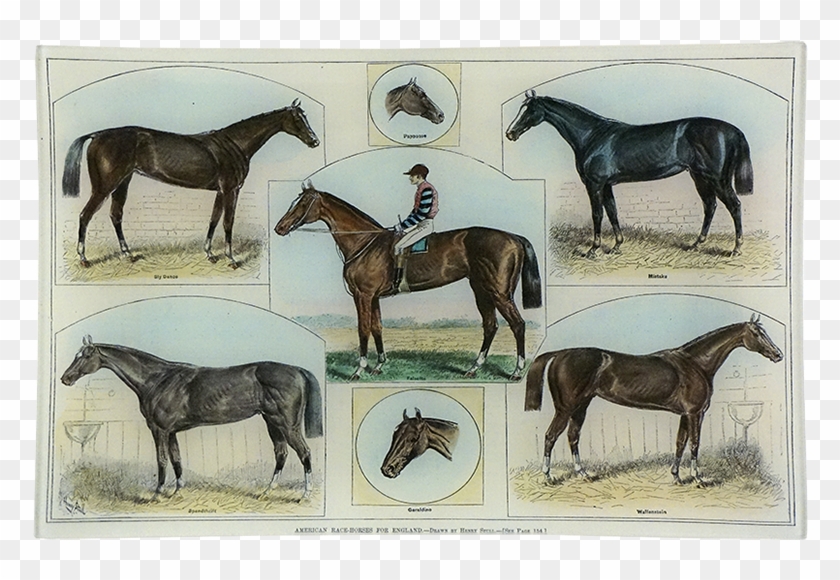 Race Horse Png Clipart