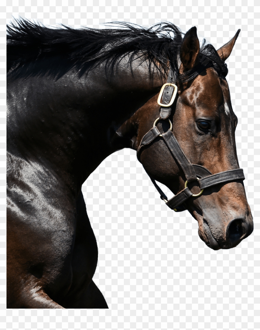 Printed Directory - Stallion Clipart