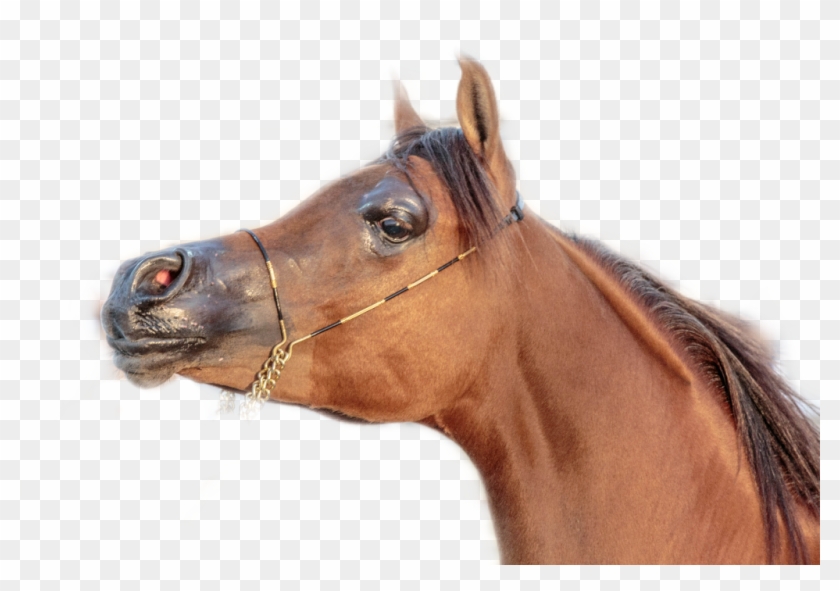 Horse Sticker - Sorrel Clipart #5871114