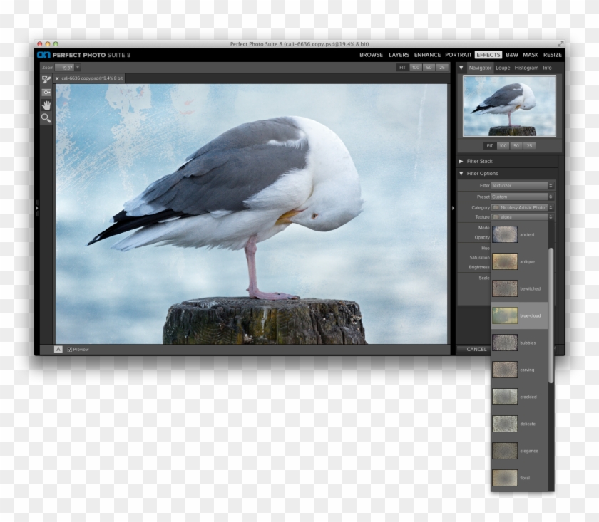 Select The Texture You Want To Use From The "texture" - Great Black-backed Gull Clipart #5872570