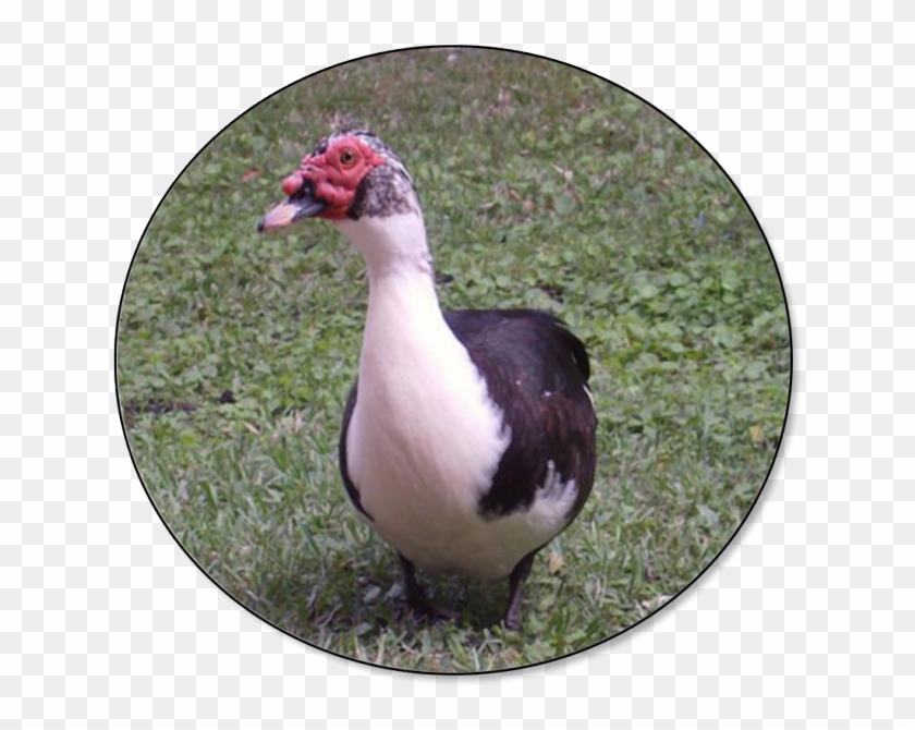 Duck In The Philippines Clipart #5872646