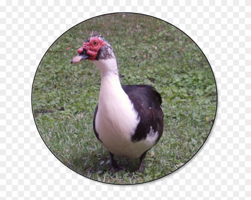 Duck In The Philippines Clipart