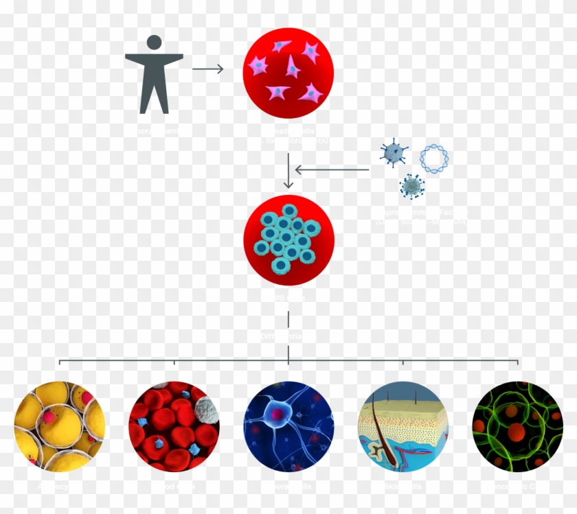 Induced Pluripotent Stem Cells - Cellules Souches Pluripotentes Induites Clipart #5873615