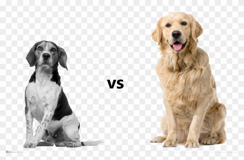 High Resolution Dog White Background Clipart