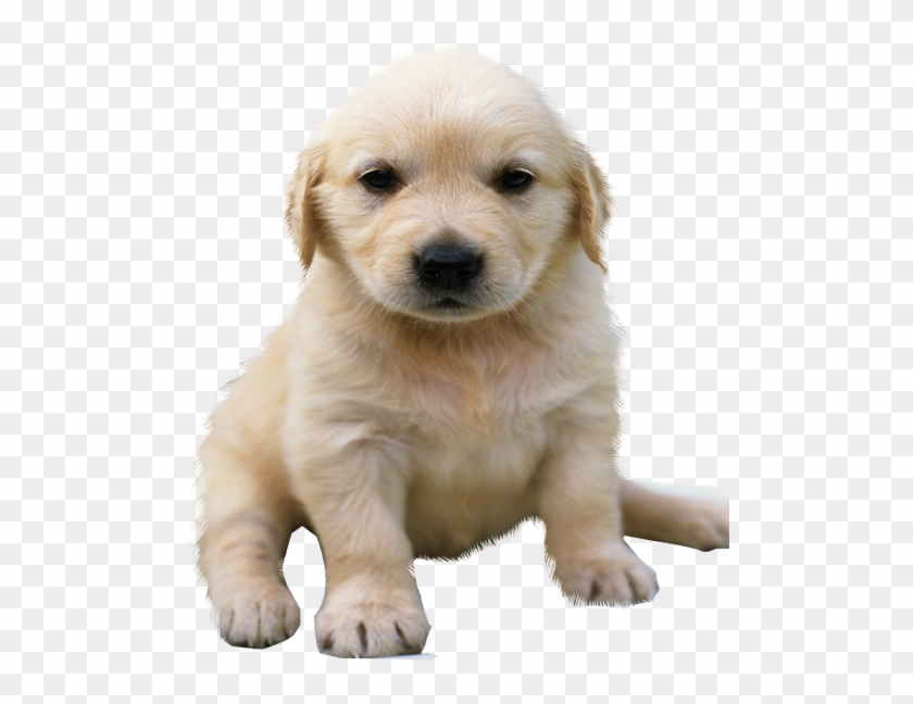 Golden Retriever Puppy No Background Clipart